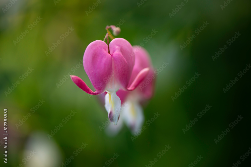 pink bleeding-hearts flower pink bleeding-hearts flower