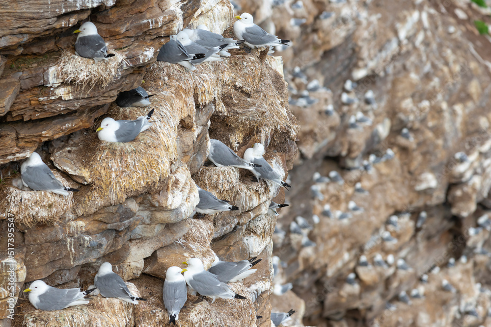 Colony of Black-legged kittiwakes - Rissa tridactyla on cliff. Photo from Ekkeroy in Norway. Colony of Black-legged kittiwakes - Rissa tridactyla on cliff. Photo from Ekkeroy in Norway.
