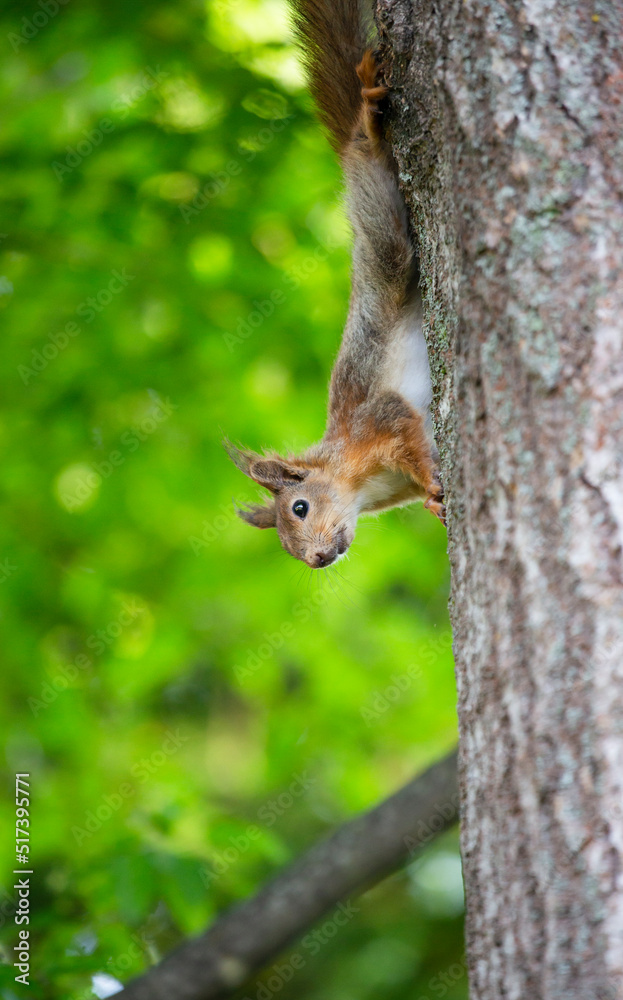squirrel on a tree squirrel on a tree
