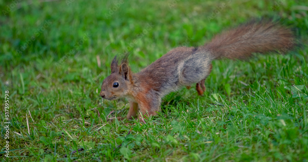 squirrel on the grass squirrel on the grass