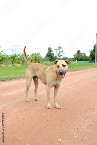 dog standing on gravel road