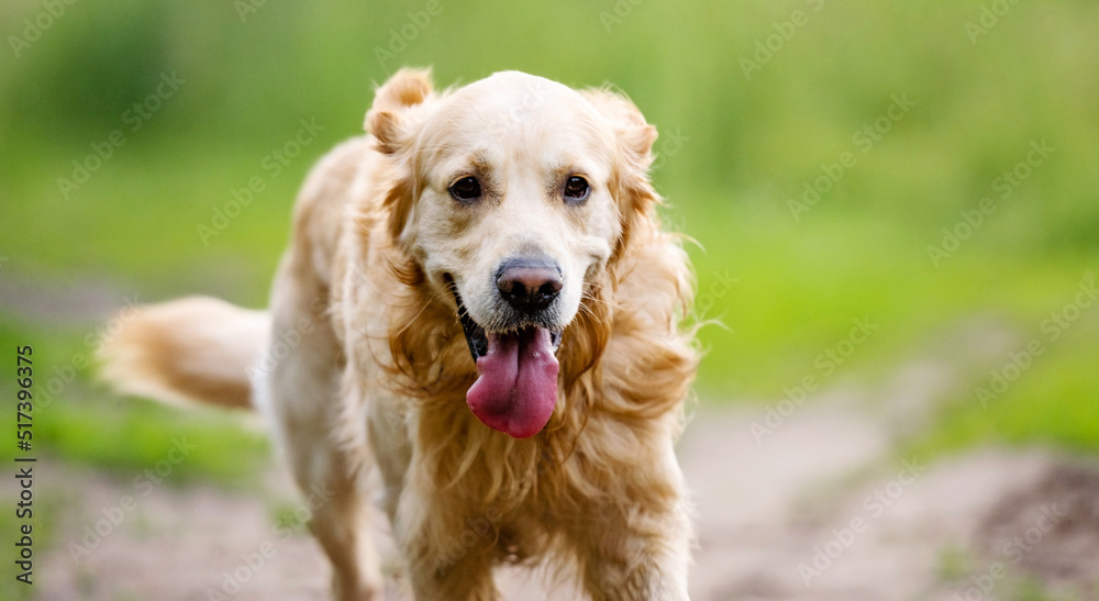 Golden retriever dog with tonque out running outdoors. Purebred doggie pet labrador at nature closeup portrait Golden retriever dog with tonque out running outdoors. Purebred doggie pet labrador at nature closeup portrait