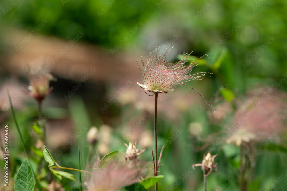 Obraz premium fluffy flower