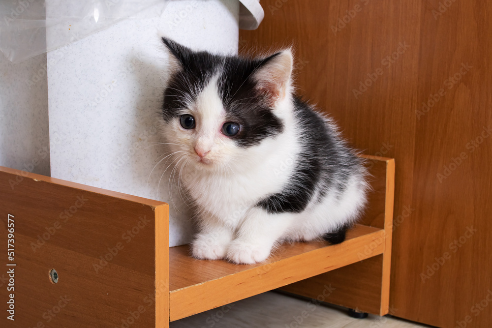 A small tri-colored kitten sits on the floor A small tri-colored kitten sits on the floor