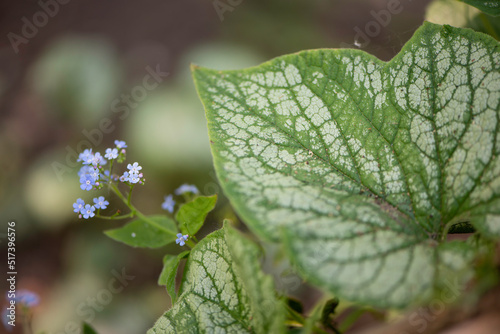 Brunnera flower