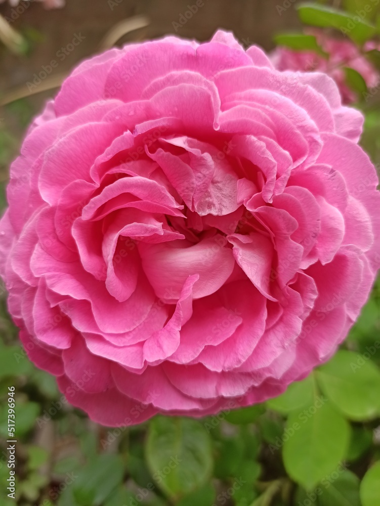 pink rose