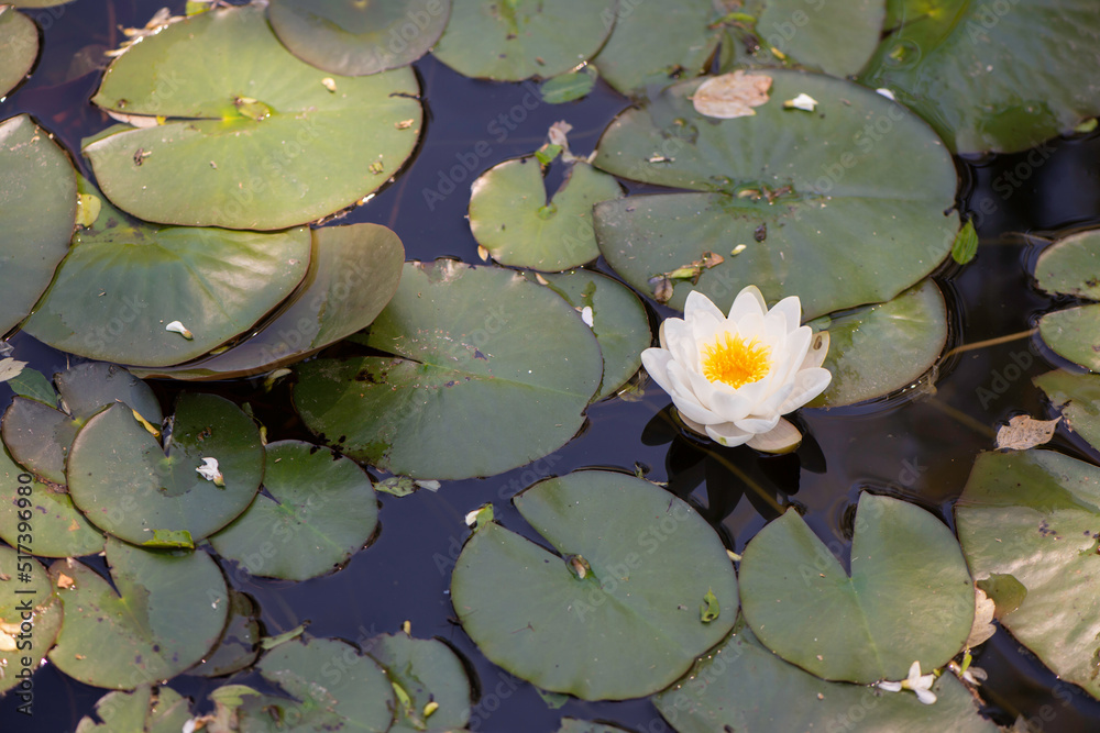 white water lily