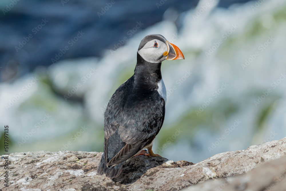 Fototapeta premium Atlantic puffin - Fratercula arctica - standing on cliff. Photo from Hornoya Island in Norway.