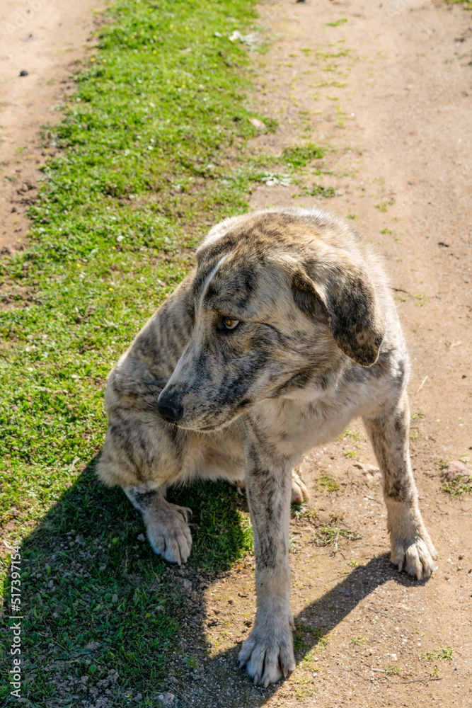 Fototapeta premium Perro abandonado con mirada triste