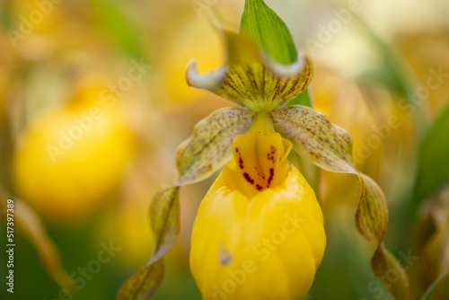 yellow lady slippers flower