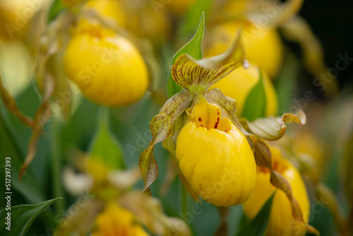yellow lady slippers flower
