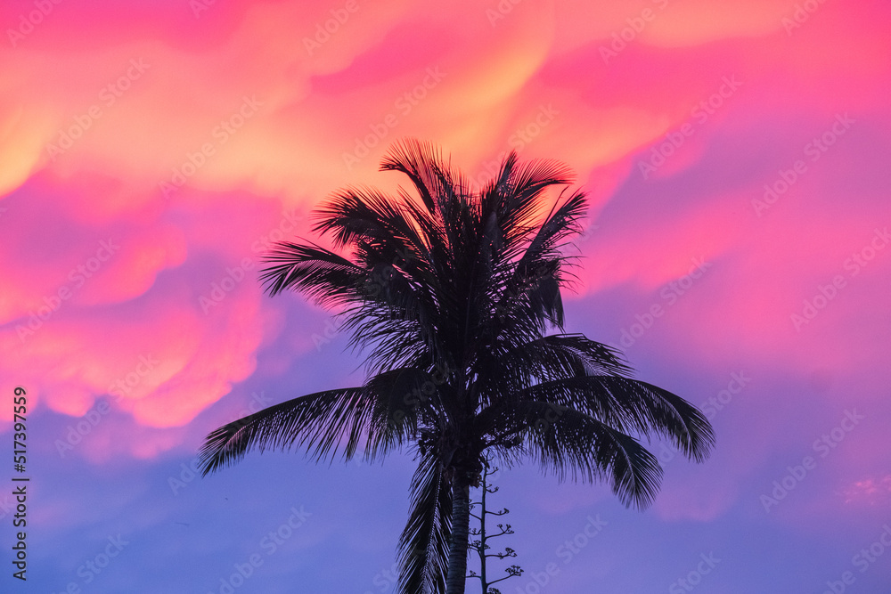 tropical palm tree against colourful sunset sunrise 