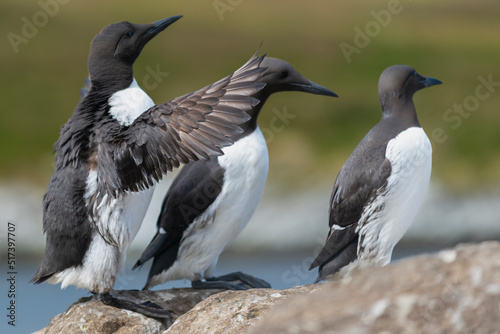 Common murre or common guillemot - Uria aalge - comming back to colony  landng with spread wigs. Photo from Hornoya Island in Norway.