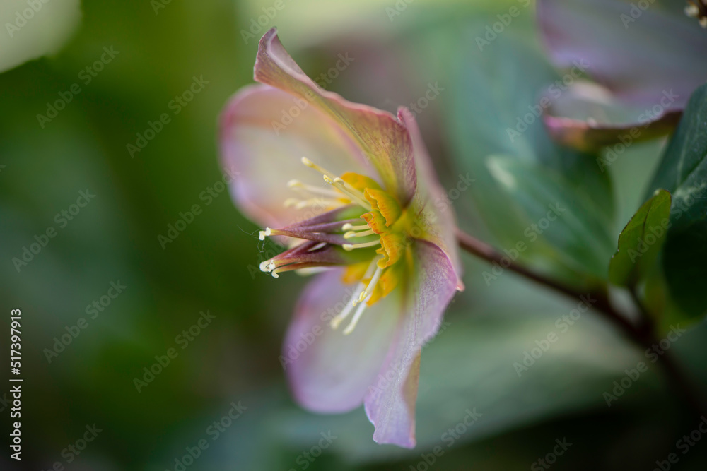 Fototapeta premium pink flower