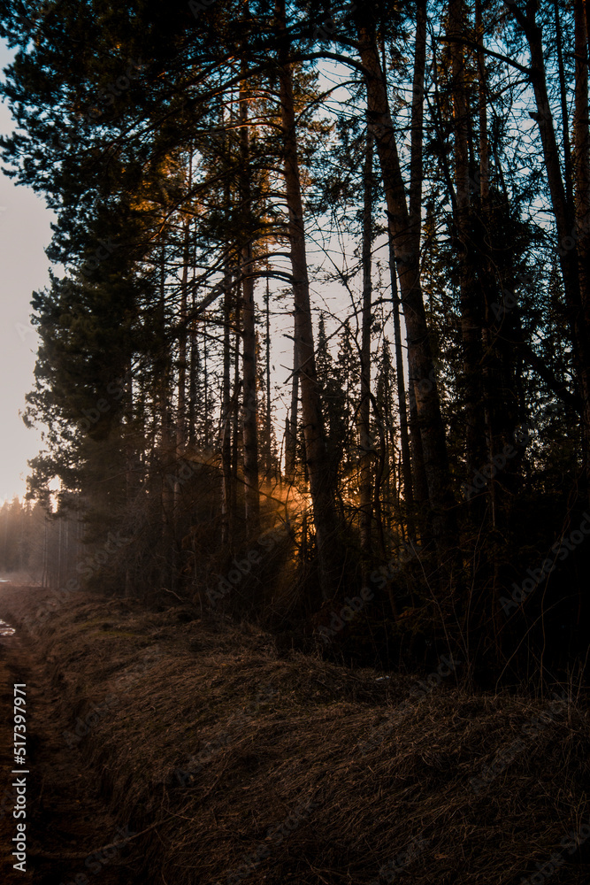 sunrise in the forest sunrise in the forest