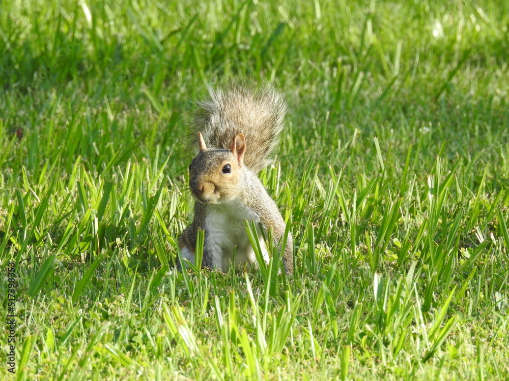 Obraz premium A playful gray squirrel sitting in the cool grass, in the shade, on a hot summer day in Cecil county, Maryland.