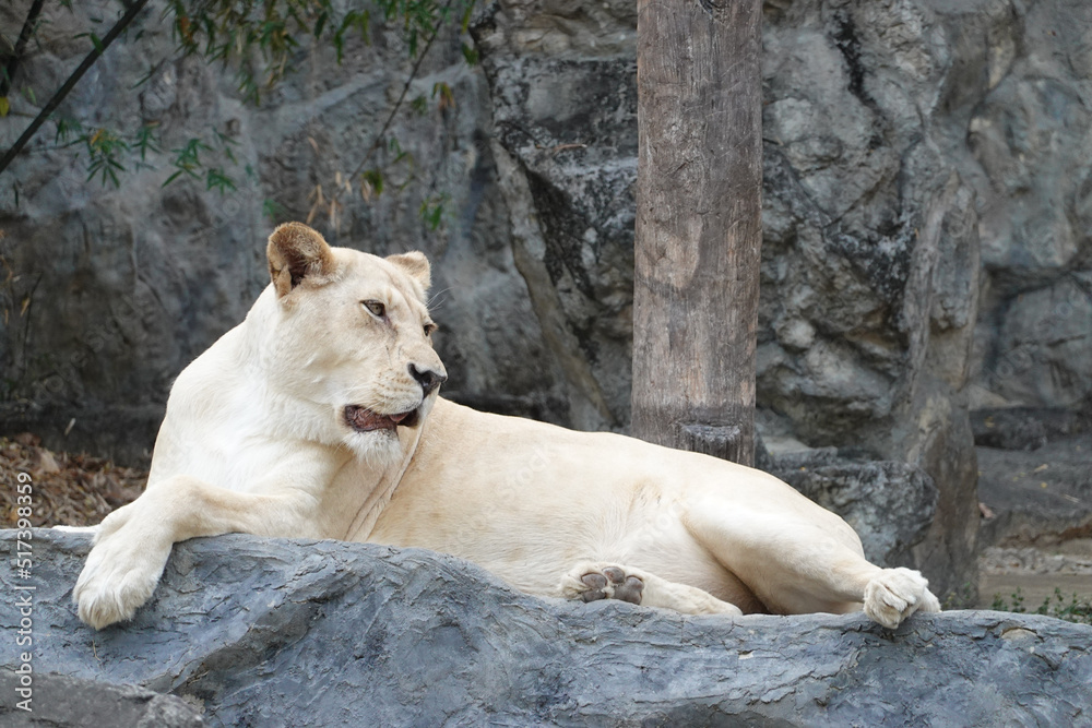 Funny Pose of a Sleepy Lioness after Lunch Time Funny Pose of a Sleepy Lioness after Lunch Time