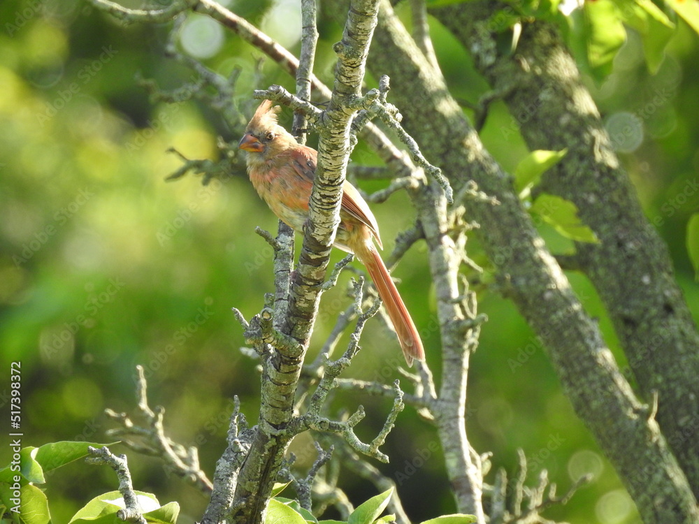 Fototapeta premium A female, Northern Cardinal, perched on a branch in Elkton, Cecil County, Maryland.