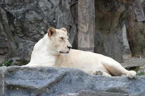 Funny Pose of a Sleepy Lioness after Lunch Time