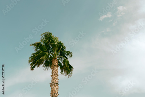 Mexican fan palm tree photo