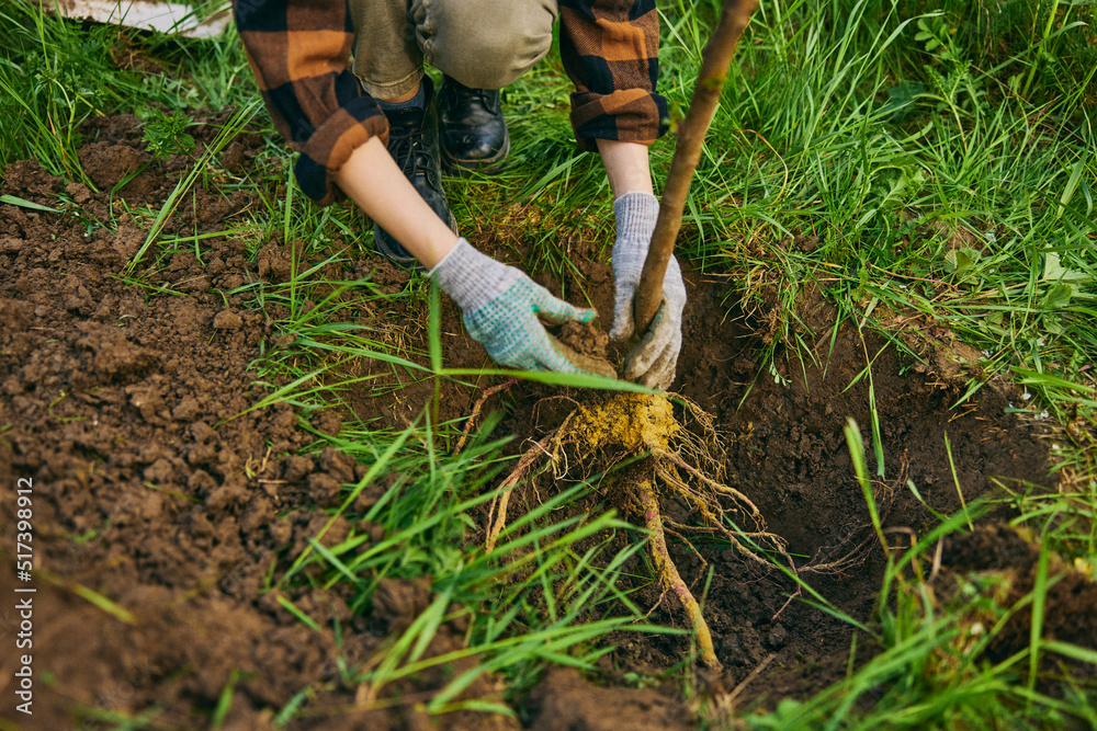 hands of a woman in gloves planting a young tree in the ground, top view