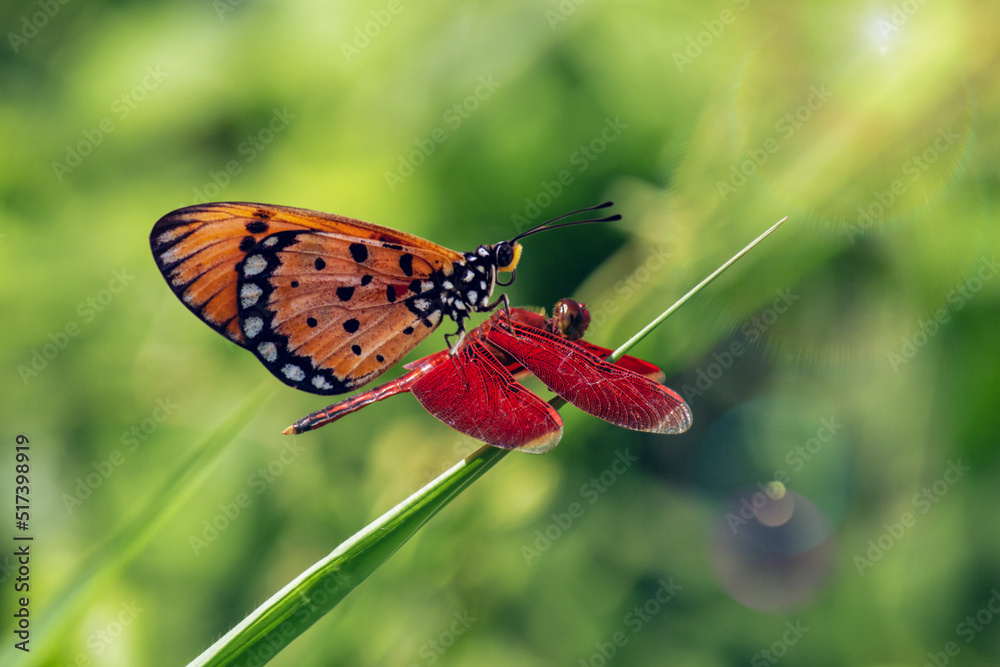 Obraz premium butterfly on a dragonfly 