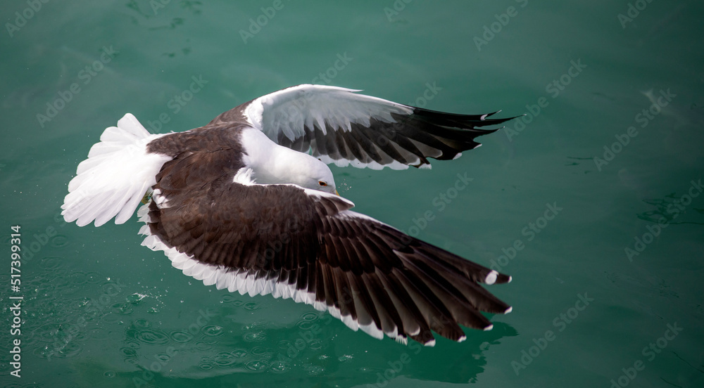 Seagull diving into shark alley in the Atlantic Ocean to catch bait that they throw into the deep sea to attract sharks in Gansbaai in South Africa with the danger of sharks in these waters. Seagull diving into shark alley in the Atlantic Ocean to catch bait that they throw into the deep sea to attract sharks in Gansbaai in South Africa with the danger of sharks in these waters.
