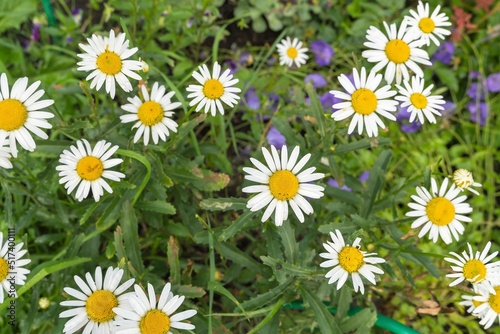 Many garden chamomile flowers on a green background.