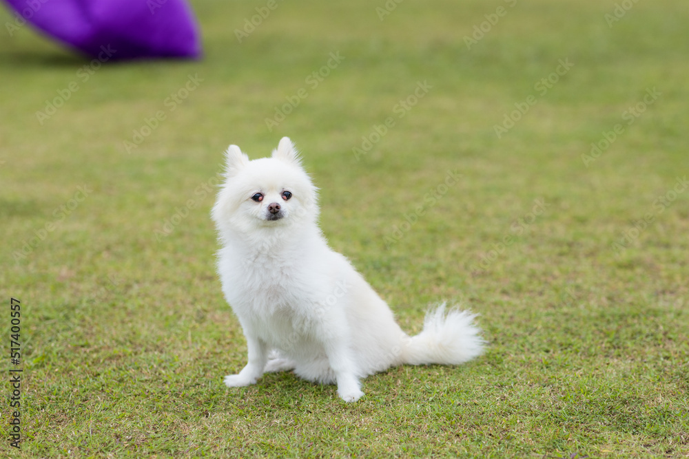 White pomeranian dog at park