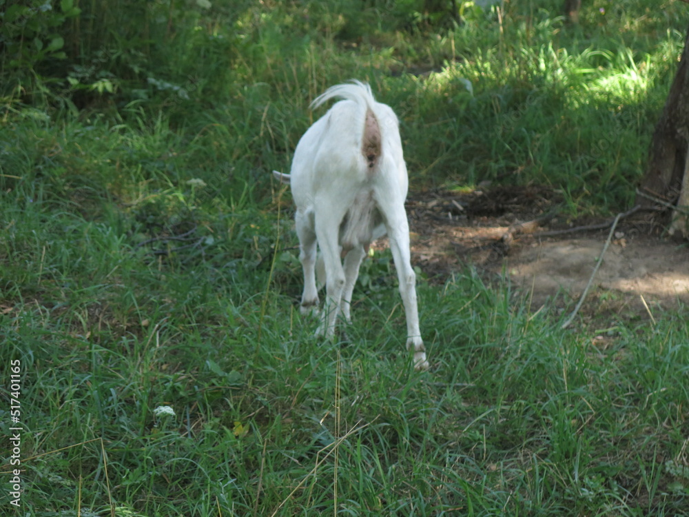 Fototapeta premium white goat with a collar grazes in the summer in the village