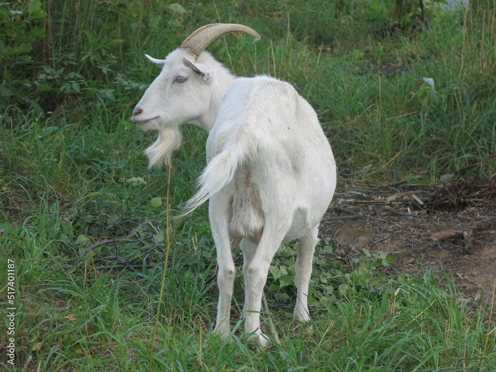 white goat with a collar grazes in the summer in the village white goat with a collar grazes in the summer in the village