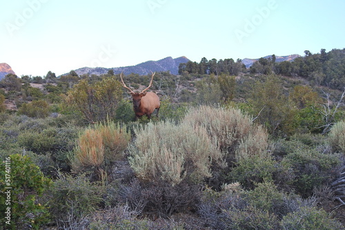 Large bull elk living in the Toiyabe National Forest, Spring Mountains National Recreation Area, Clark County, Nevada. photo