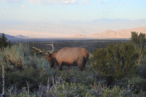 Large bull elk living in the Toiyabe National Forest, Spring Mountains National Recreation Area, Clark County, Nevada. photo