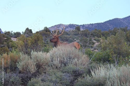Large bull elk living in the Toiyabe National Forest, Spring Mountains National Recreation Area, Clark County, Nevada. photo