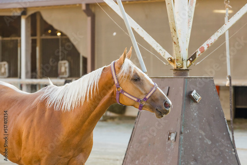 Close-up of a Palamino quarter horse on a walking machine at a race track with a barn in the background. photo