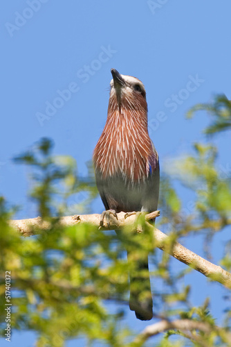 Rufous-crowned Roller, Coracias naevius, perched photo