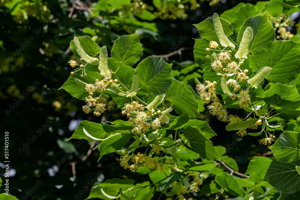 Blooming large-leaved linden (Tilia). Flowers of a blossoming linden tree on a blurred background. The concept of natural medicine, medicinal herbal teas, aromatherapy. Soft focus. Close-up. Blooming large-leaved linden (Tilia). Flowers of a blossoming linden tree on a blurred background. The concept of natural medicine, medicinal herbal teas, aromatherapy. Soft focus. Close-up.