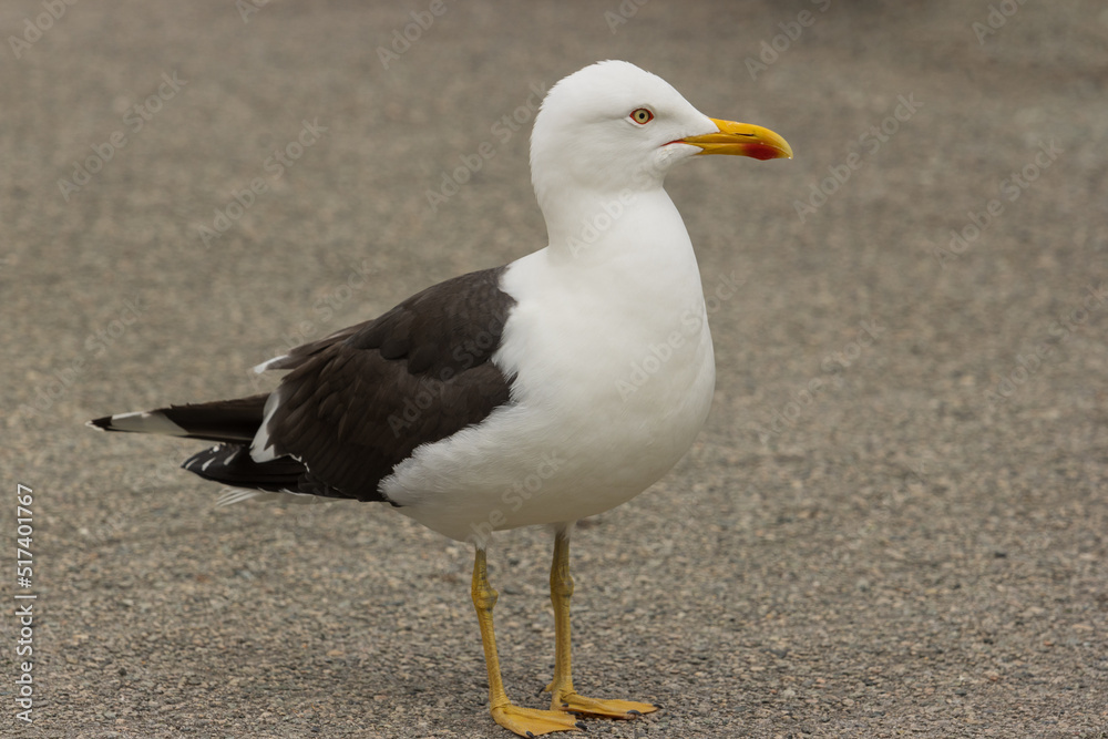 seagull on the beach seagull on the beach