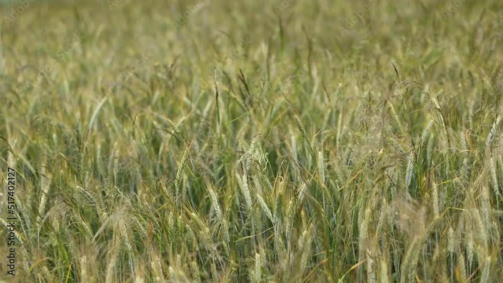 Close-up waving Green Spring Wheat Field. Cereal land, agricultural industry. Natural texture in motion, lush wheat spikelets waving. Harvest organic cultivate in field. Close-up waving Green Spring Wheat Field. Cereal land, agricultural industry. Natural texture in motion, lush wheat spikelets waving. Harvest organic cultivate in field.