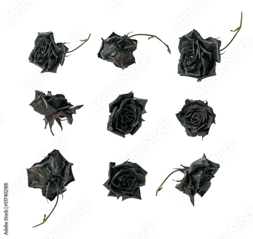 Dead black dry roses, cut out, set