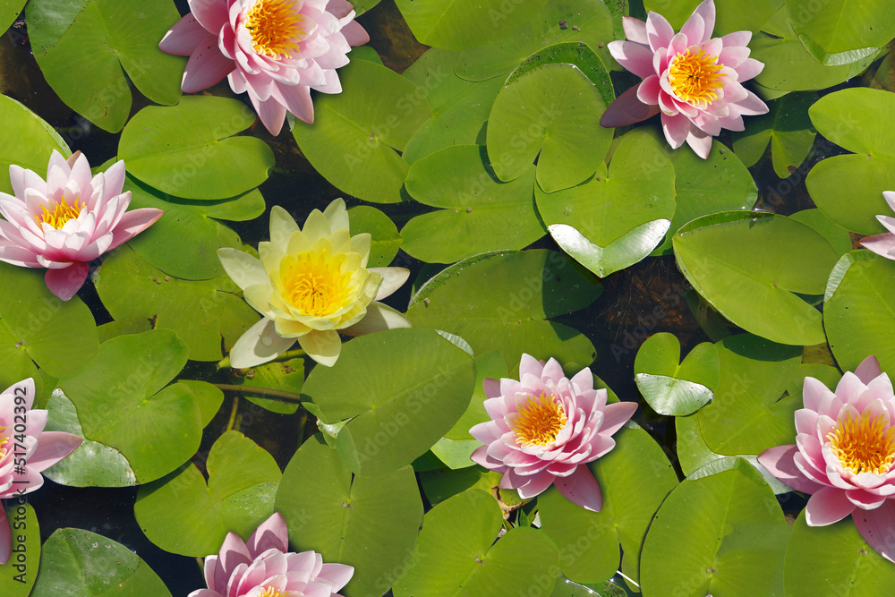 Seamless background with green leaves in the pond and water lilies. Seamless background with green leaves in the pond and water lilies.