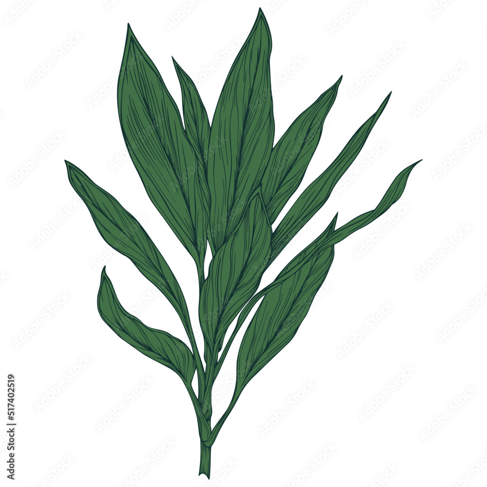 Obraz premium Leaf isolated on white. Tropical leaf. Hand drawn vector illustration.