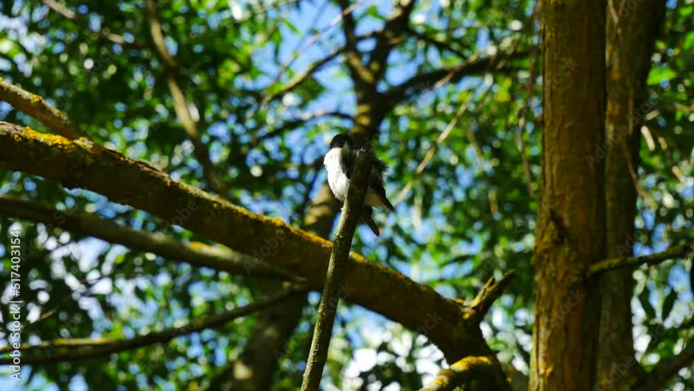 A small bird cleans feathers on a branch in the forest.