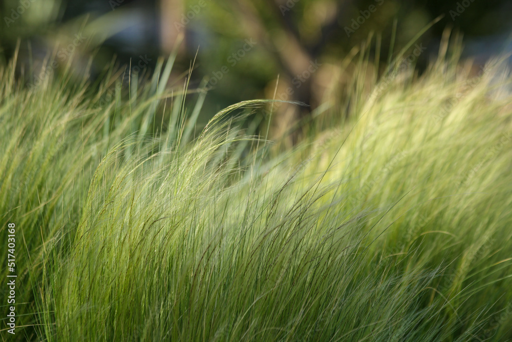 Green color herbs field in america