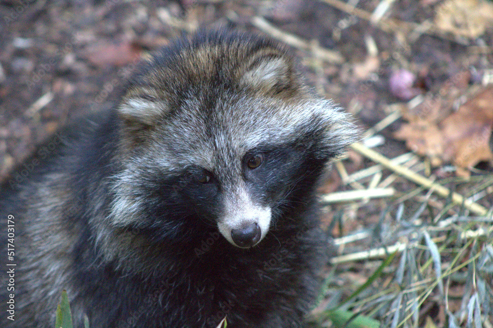 Naklejka premium Raccoon looking at something off scene