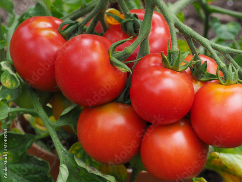 Tomatenanbau