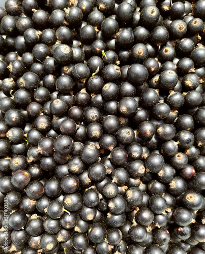 Black currant berries, fresh harvest from the garden, agriculture, farming, summer food. 