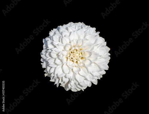 white flower with no background