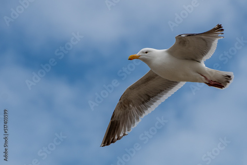 seagull flying through the air