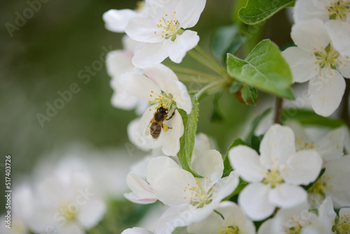 Pracowita pszczoła zbiera nektar, pyłek, propolis z kwiatów jabłoni. Białe kwiaty jabłoni, makro, close-up, bokeh.